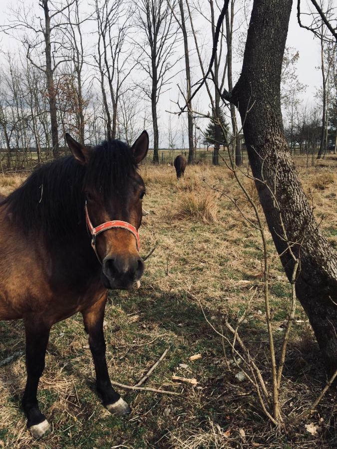 Dzikowka Villa Dzikow Stary Eksteriør bilde